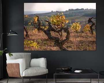 Vineyard in autumn by Peter Baier