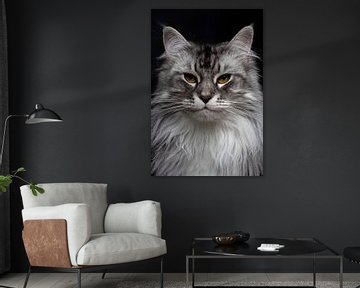 Close-up of a Maine Coon cat by Nikki IJsendoorn