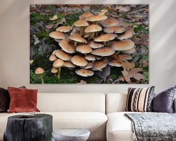 Paddenstoelen op stam van Bernard van Zwol