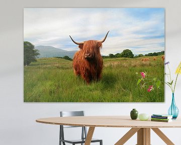 Scottish Highlander by Marly Tijhaar