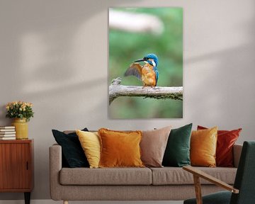 IJsvogel (Alcedo atthis) van Dirk Rüter