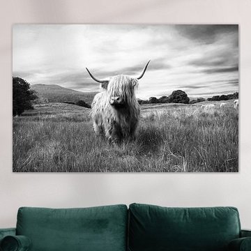 Highlander – Schottisches Hochlandrind von Marly Tijhaar