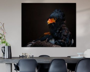 Portrait of an African Eagle by Karin aan de muur