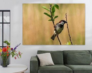 sparrow on Terschelling by Merijn Loch