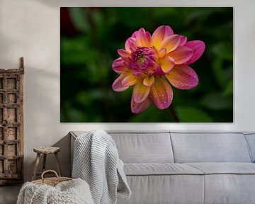 Dahlia avec des gouttes de pluie sur Eugenlens