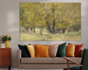 Herfstkleuren in het bos van Connie de Graaf