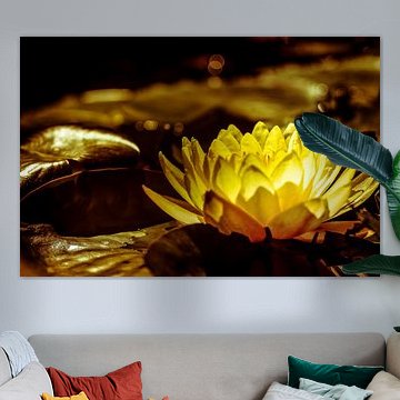 Waterlelie in het avondlicht