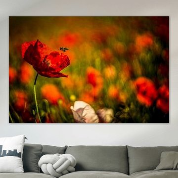 Klaproos in de weide