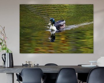 Stockente im Farbenmeer