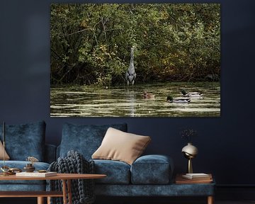 Graureiher mit Spiegelbild