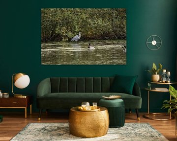 Graureiher mit Spiegelbild und Stockente