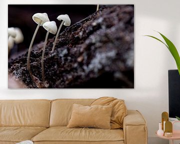 Three white mushrooms on a piece of bark by Hans de Waay