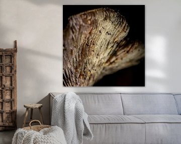 The spores of a mushroom in a black background by Hans de Waay