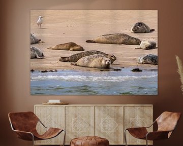 Seals in the Wadden Sea by Merijn Loch