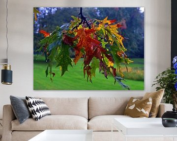 Leaf colours 1
