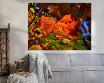 Leaf colours 3