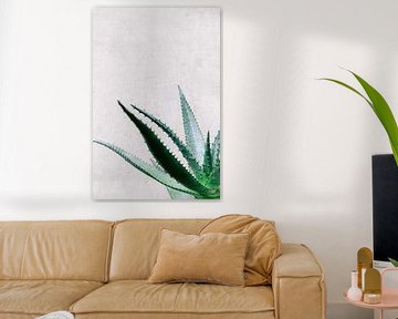 Aloe Vera succulent bij grijze muur