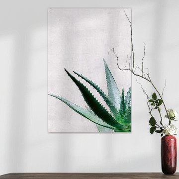 Aloe Vera succulent at grey wall