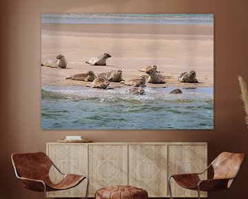 Seals choose the safety of the water by Merijn Loch