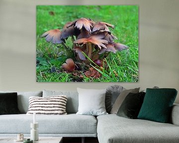 Weidepaddenstoelen 5