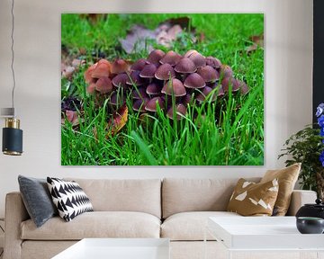 Weidepaddenstoelen 6