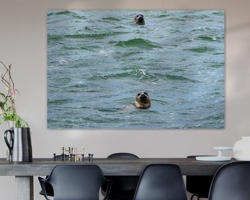 Jagende zeehonden in de waddenzee van Merijn Loch