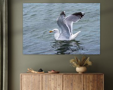 seagull spreads its wings by Merijn Loch