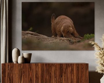 Prairiehondje in Blijdorp