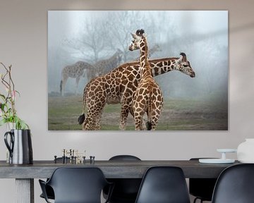 Giraffen van Dennis Claessens