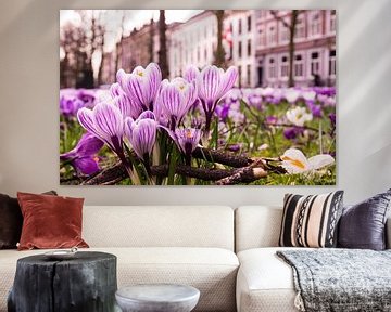 Crocuses on the Lange Voorhout, The Hague. by Wouter Kouwenberg