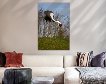 Witnekkraanvogel van Suzanne Schoepe