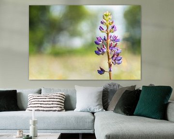 Une fleur de lupin violet (Lupines) au printemps sur Carola Schellekens