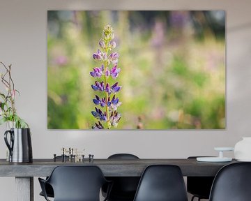 Une fleur de lupin violet (Lupines) au printemps sur Carola Schellekens