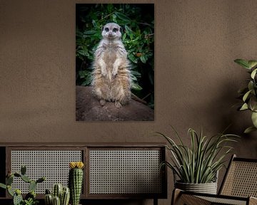 Meerkat by Suzanne Schoepe