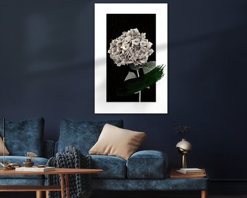 Hydrangea by David Potter