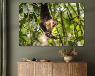 Capuchin Monkey met Sprinkhaan