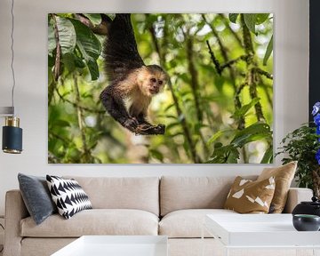 Capuchin Monkey 2 - met Sprinkhaan