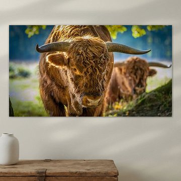 Curious Scottish Highlander