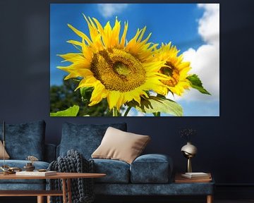 Sonnenblume von Frank Herrmann