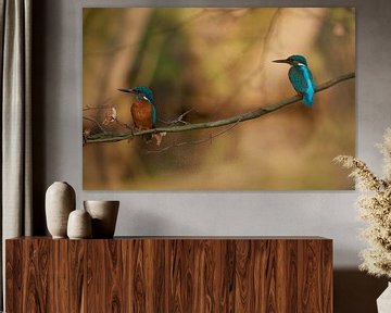 Kingfisher by Kingfisher.photo - Corné van Oosterhout