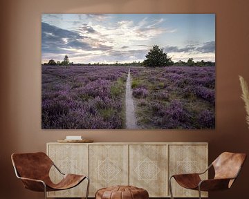 Flowering purple heather with sunset by Elles van der Veen