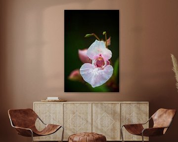 Wit roze Reuzenbalsemien (Impatiens glandulifera) bloem in de zomer van Carola Schellekens