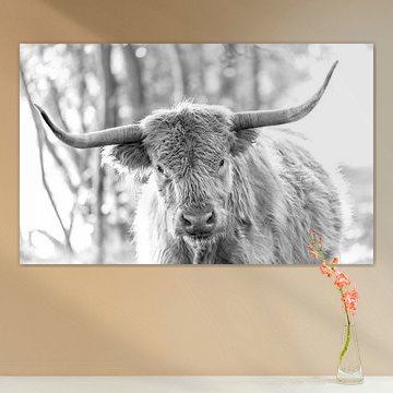 Scottish Highlander black and white portrait I