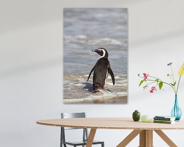Pingouin Jackass (Spheniscus demersus) sur Dirk Rüter