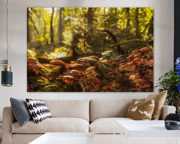 Ambiance d'automne au Vijlenerbos dans le sud du Limbourg sur John Kreukniet