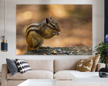 The Siberian ground squirrel (Tamias sibiricus) by Carola Schellekens