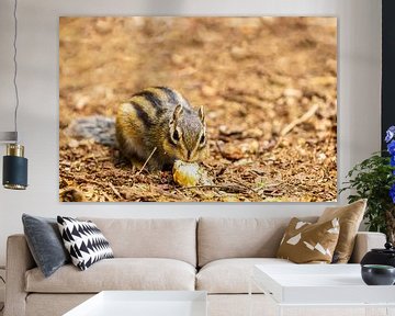 De Siberische grondeekhoorn (Tamias sibiricus) van Carola Schellekens