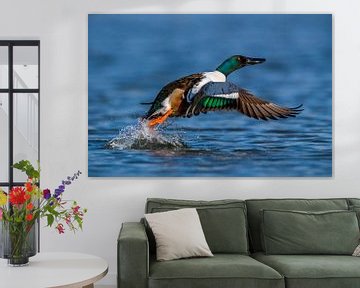 Northern Shoveler (Anas clypeata) by Beschermingswerk voor aan uw muur