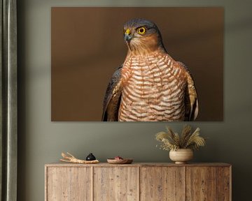 Sperwer (Accipiter nisus) van Beschermingswerk voor aan uw muur