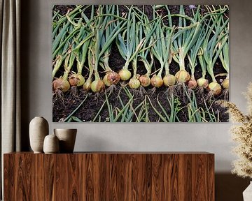 Onions from Holland van Annelies Schreuder